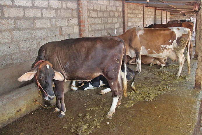 கறவை மாடுகள்