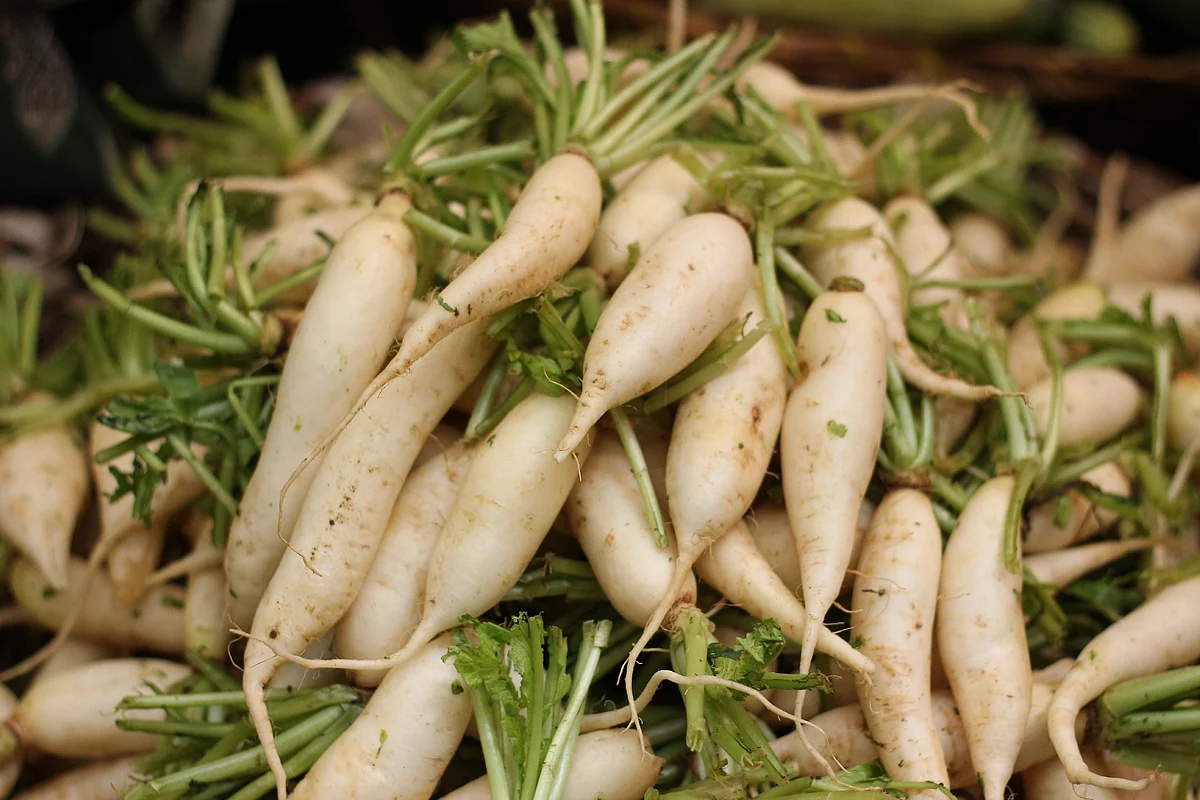 Radish
