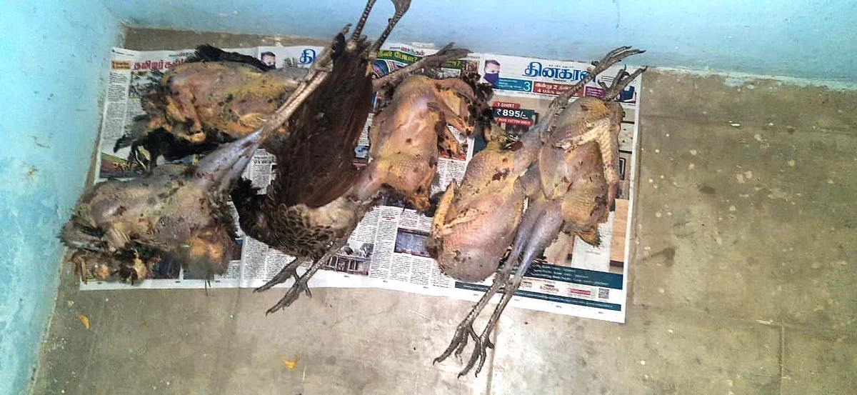 தோல் உரிக்கப்பட்ட மயில்கள்