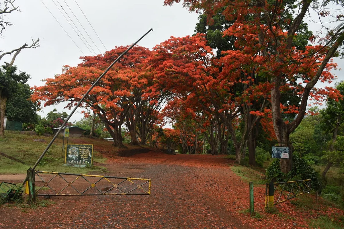 mudumalai