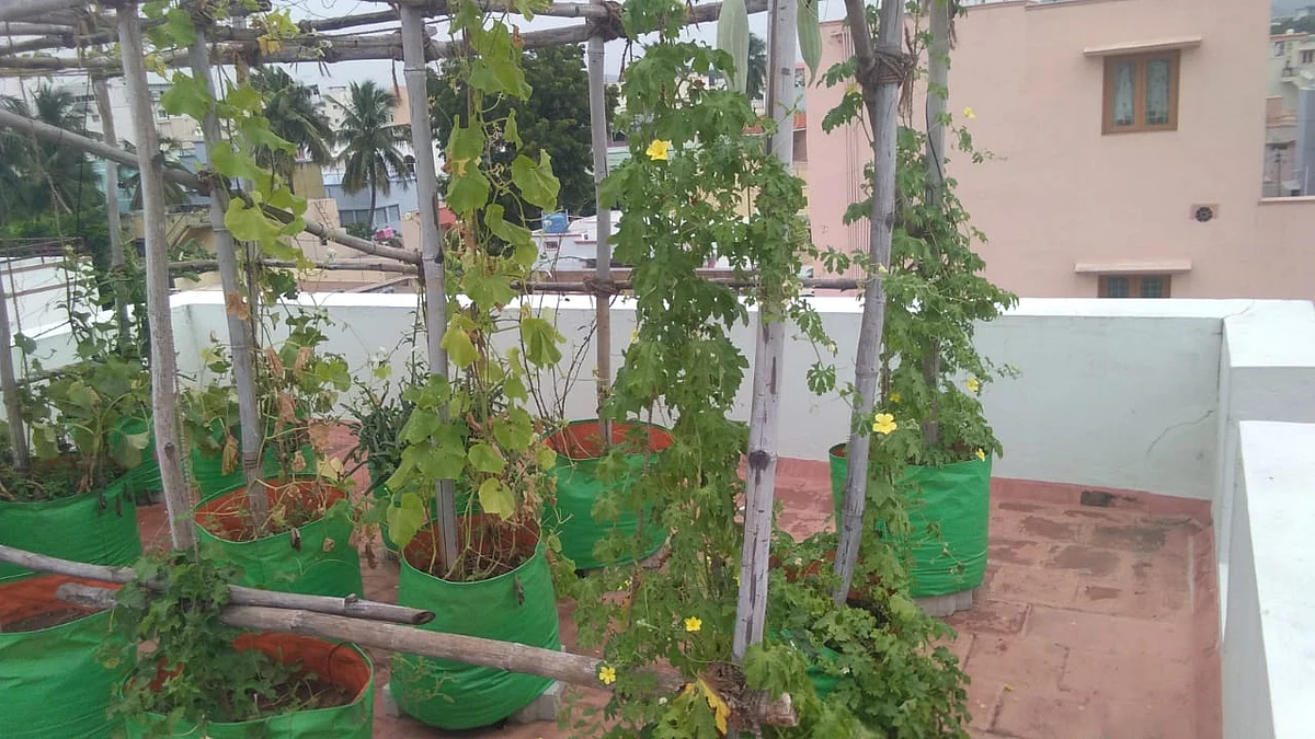 வீட்டுத்தோட்டம்