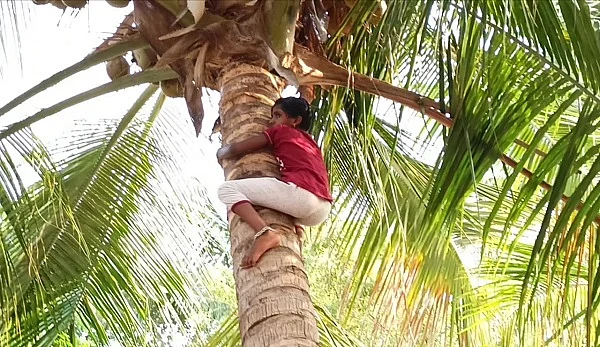 சாதனைக்காக மரம் ஏறப் பயிற்சி எடுக்கும் சிறுமி