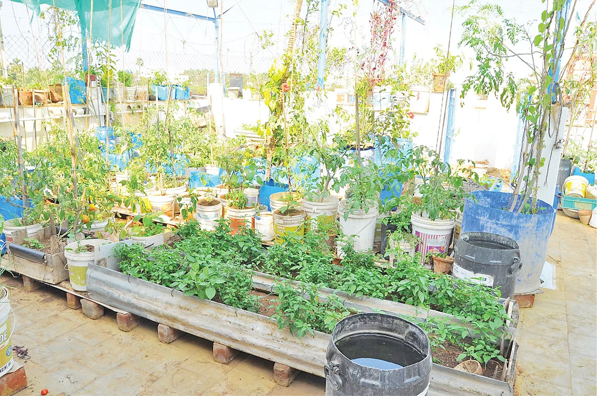 மாடித்தோட்டம்