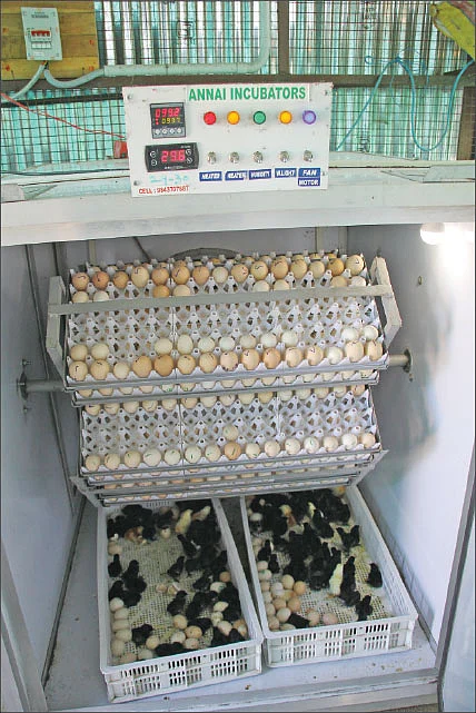 இன்குபேட்டர்