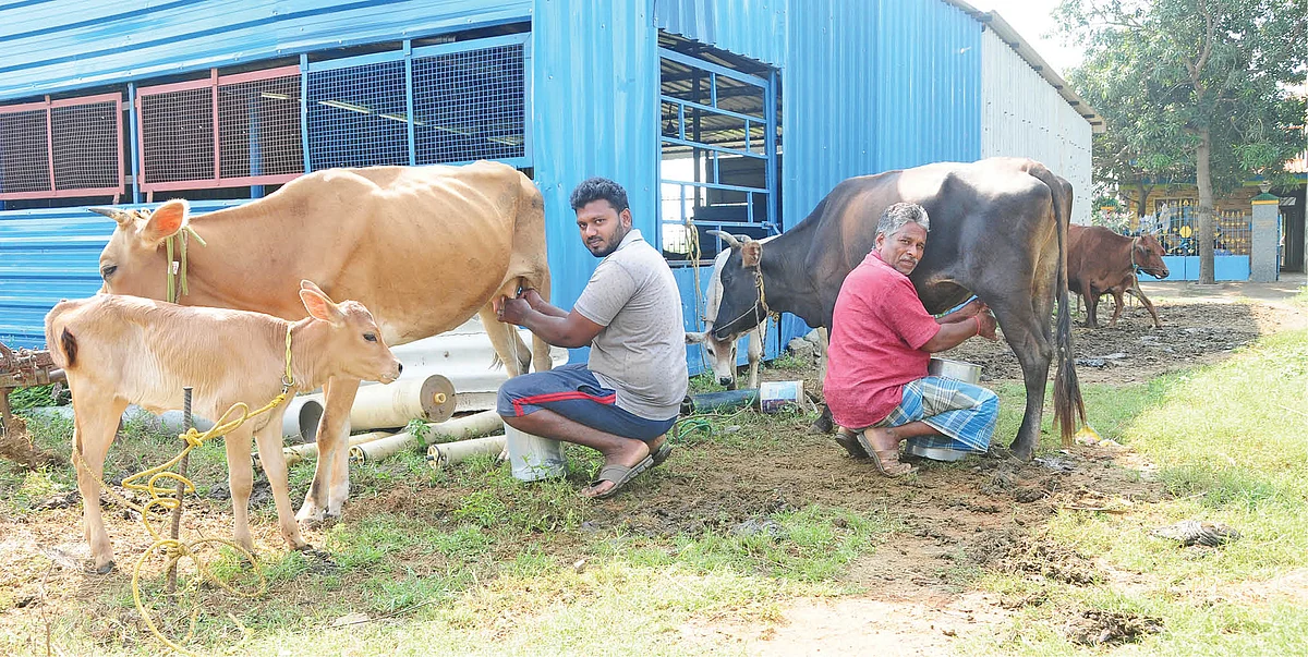 பால் கறக்கும் பணியில் மகனுடன் சந்திரசேகரன்