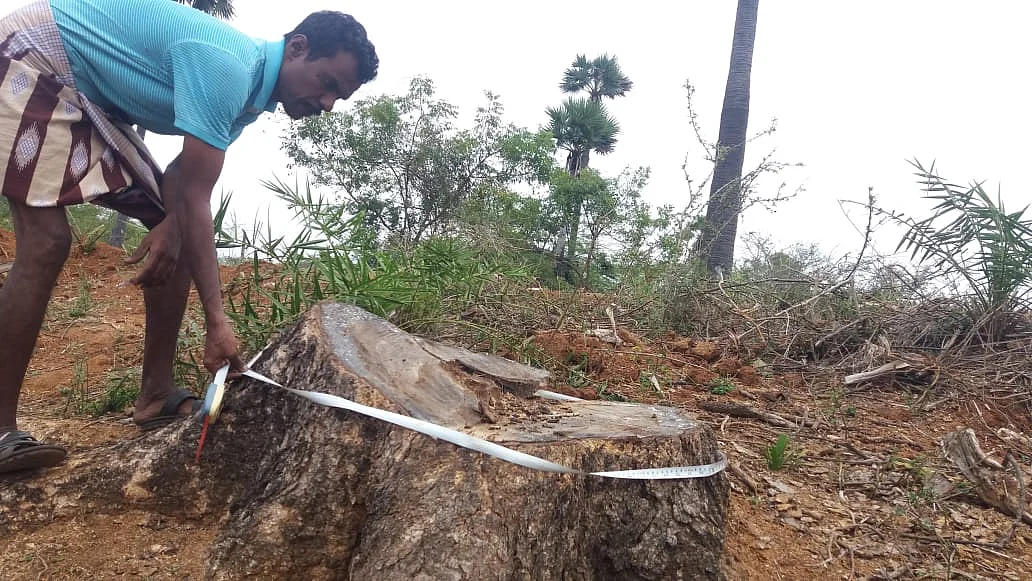 வெட்டப்படும் மரங்கள்