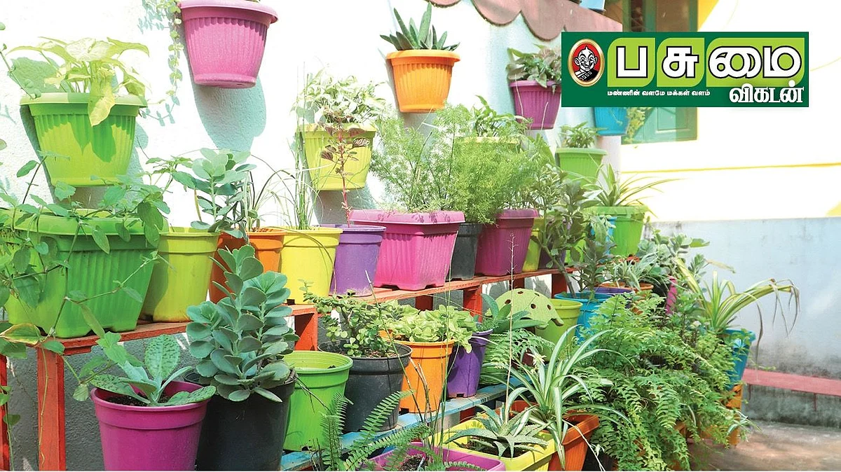 மாடித்தோட்டம்