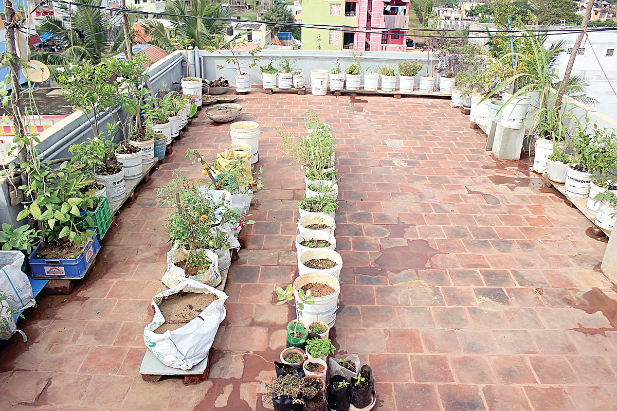 மாடித்தோட்டம்