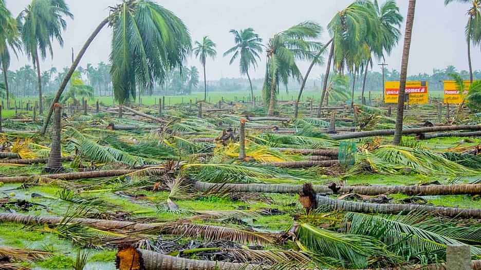 கஜாவால் சாய்ந்த தென்னைமரங்கள்