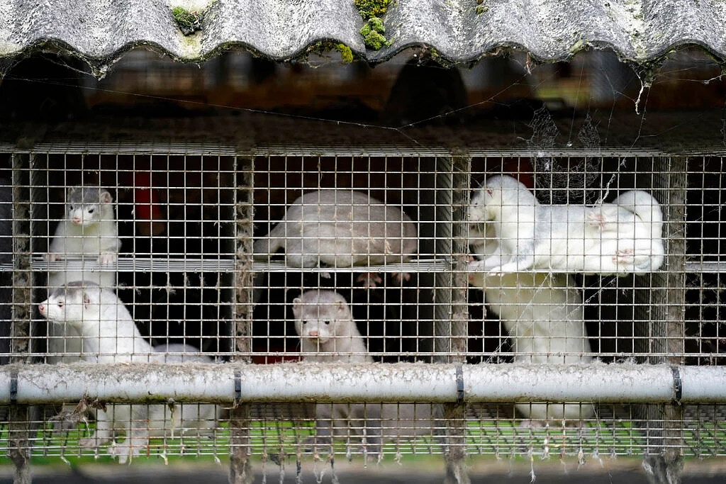 minks in a farm in Gjoel in North Jutland, Denmark