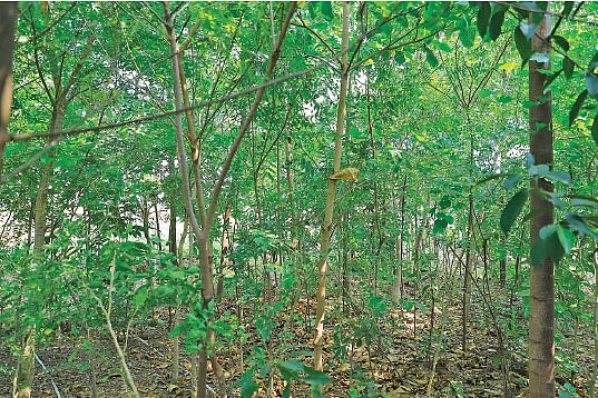 பாரம்பர்ய நெல், காய்கறிகள், மரம் வளர்ப்பு...