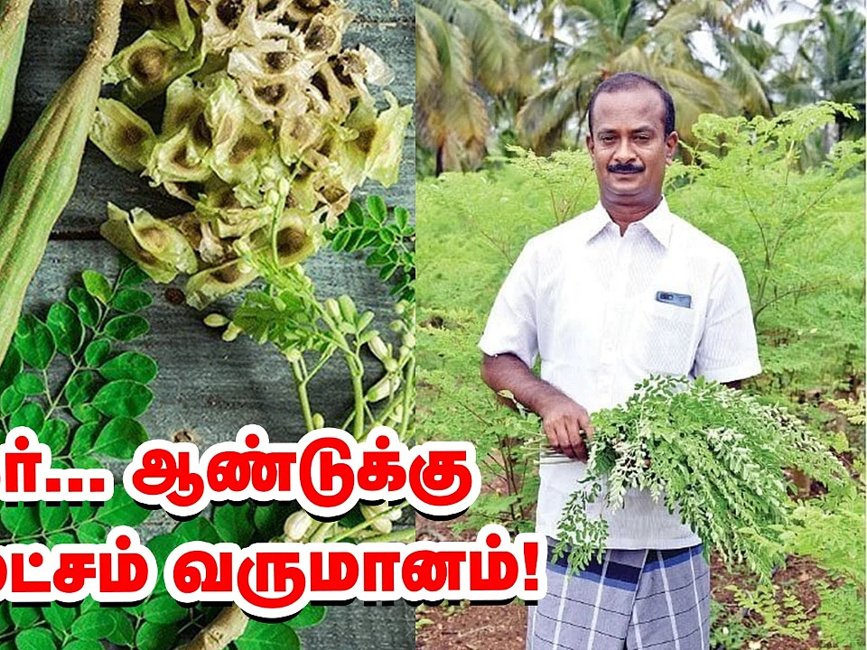 முருங்கை இலையில் முத்தான லாபம்! | Moringa Leaves Cultivation
