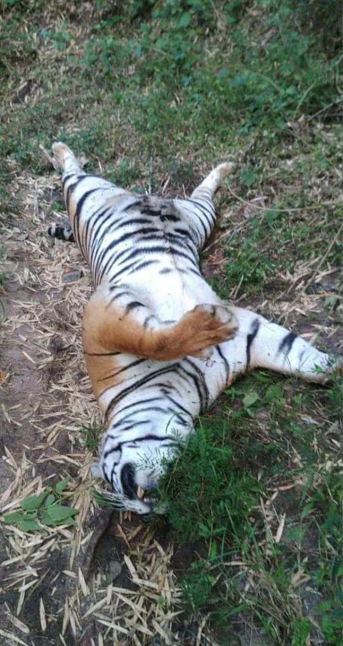 Died Tiger