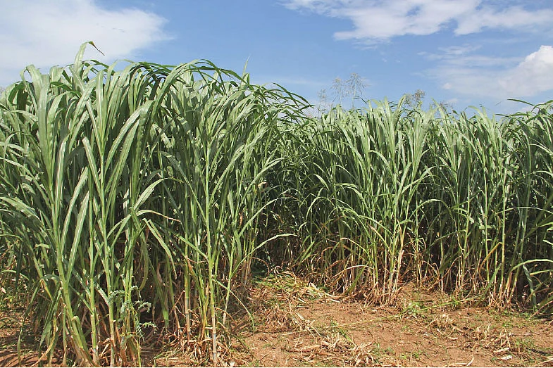 தீவனப்புல்