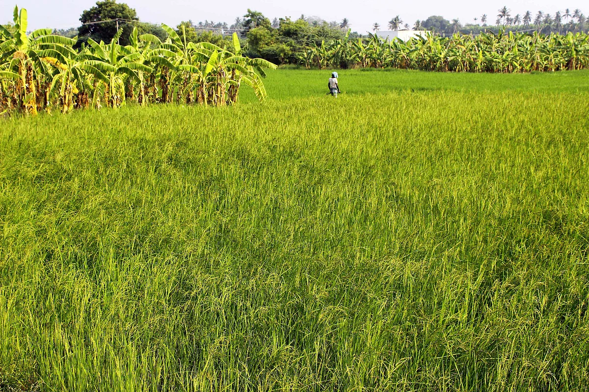 நெல்லை ஊடுபயிராகப் போட்டுள்ள வயல்