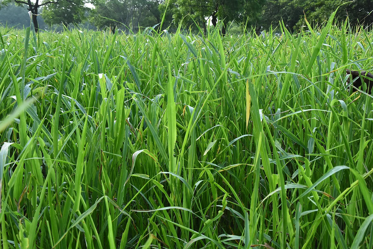 வெட்டுக்கிளி தாக்குதலுக்கு உள்ளான சோளப்பயிர்கள்.