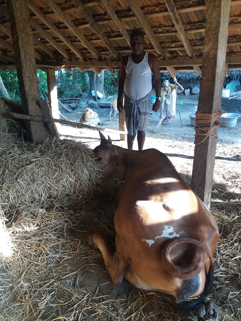 பரிதாப நிலையில் பசு மாடு