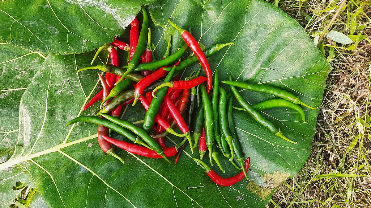 மிளகாய்