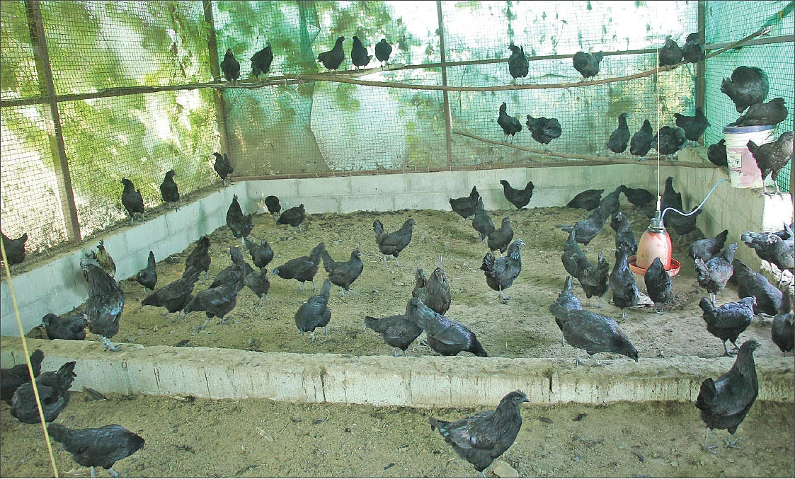 கடக்நாத் கோழிகள் தங்கும் அறைகள்
