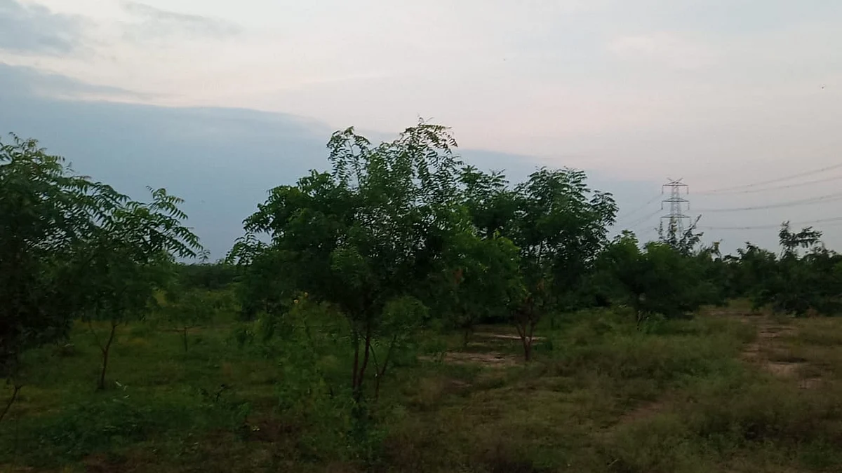 அடர்வனம்