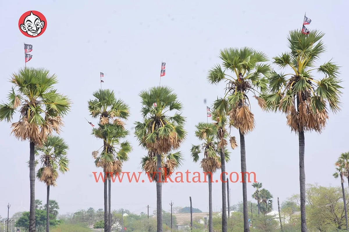 பனைமரங்களில் கட்டப்பட்ட கட்சிக் கொடிகள்
