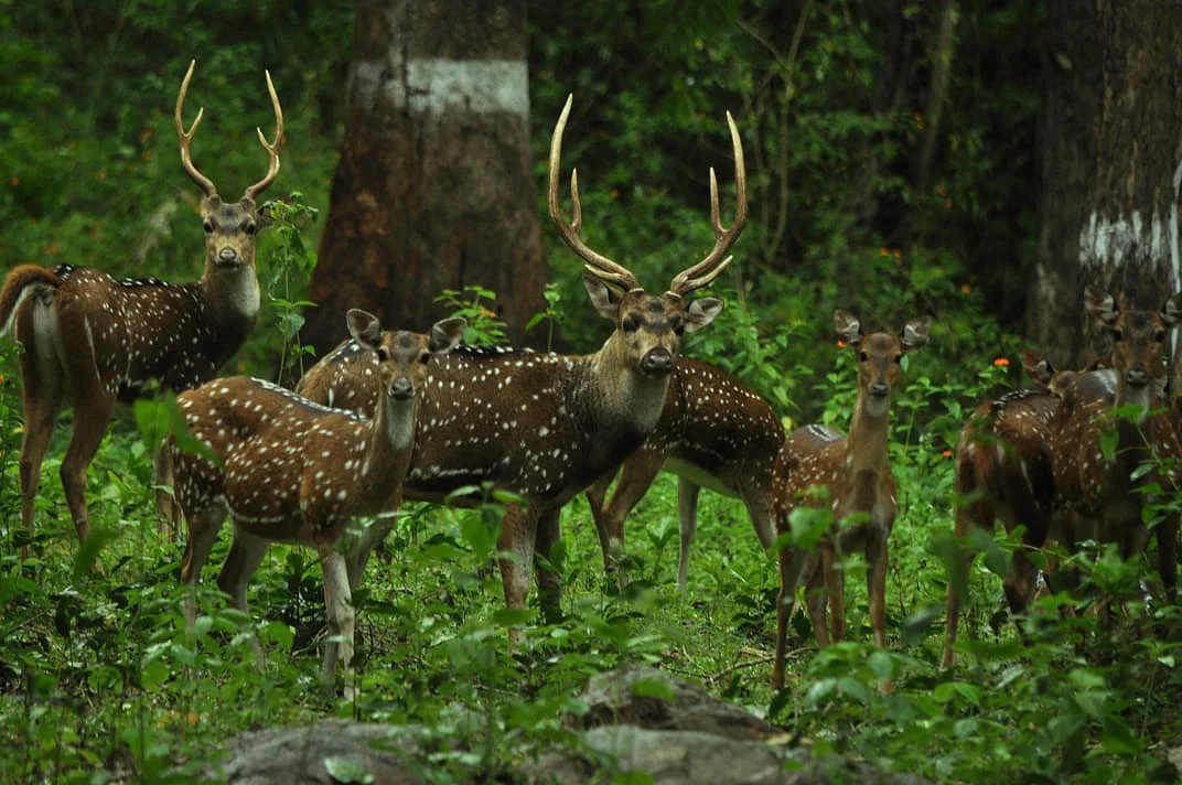 Deer
