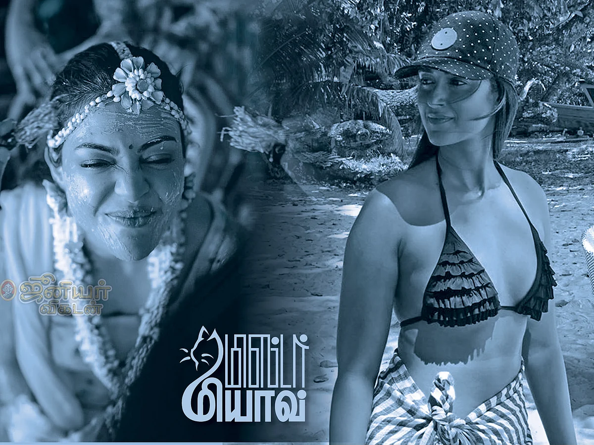 மிஸ்டர் மியாவ்