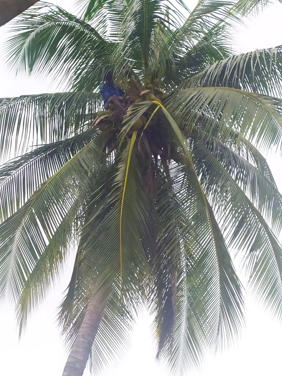 தென்னை மரம் காவாத்து செய்யும் விவசாயி
