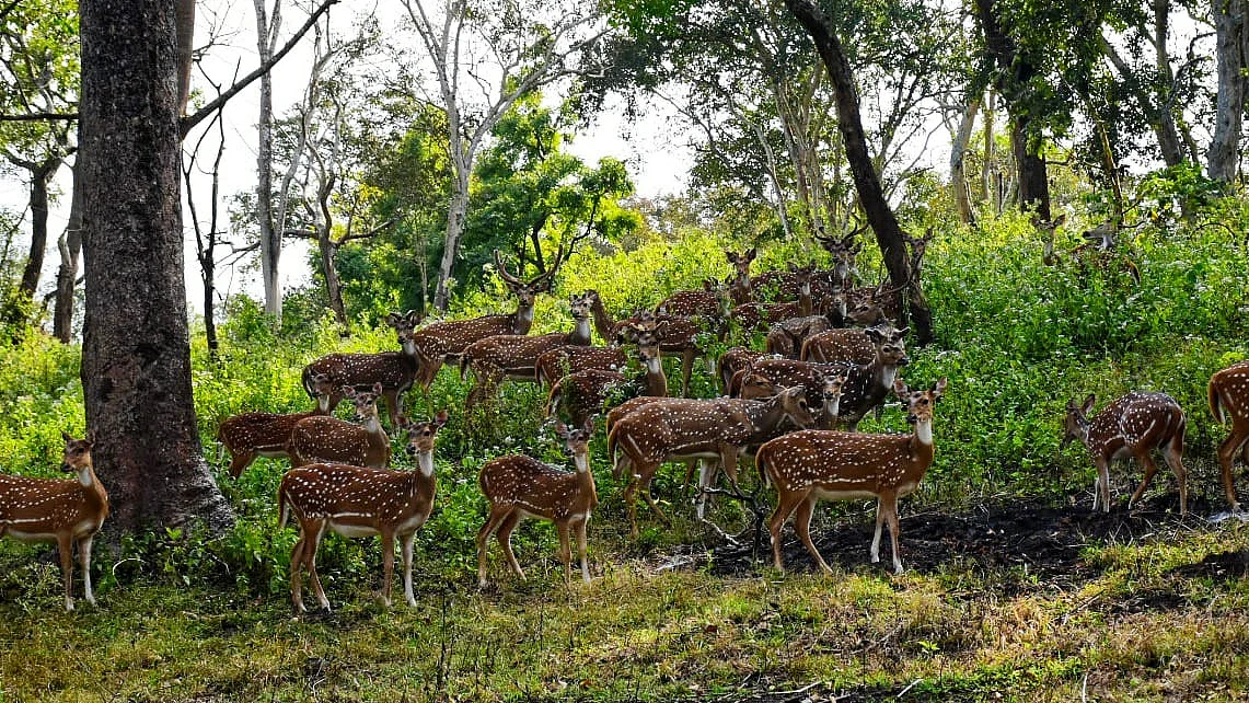 Deer
