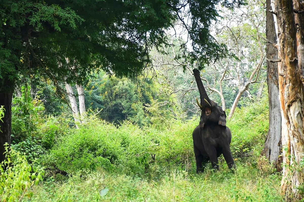 elephant