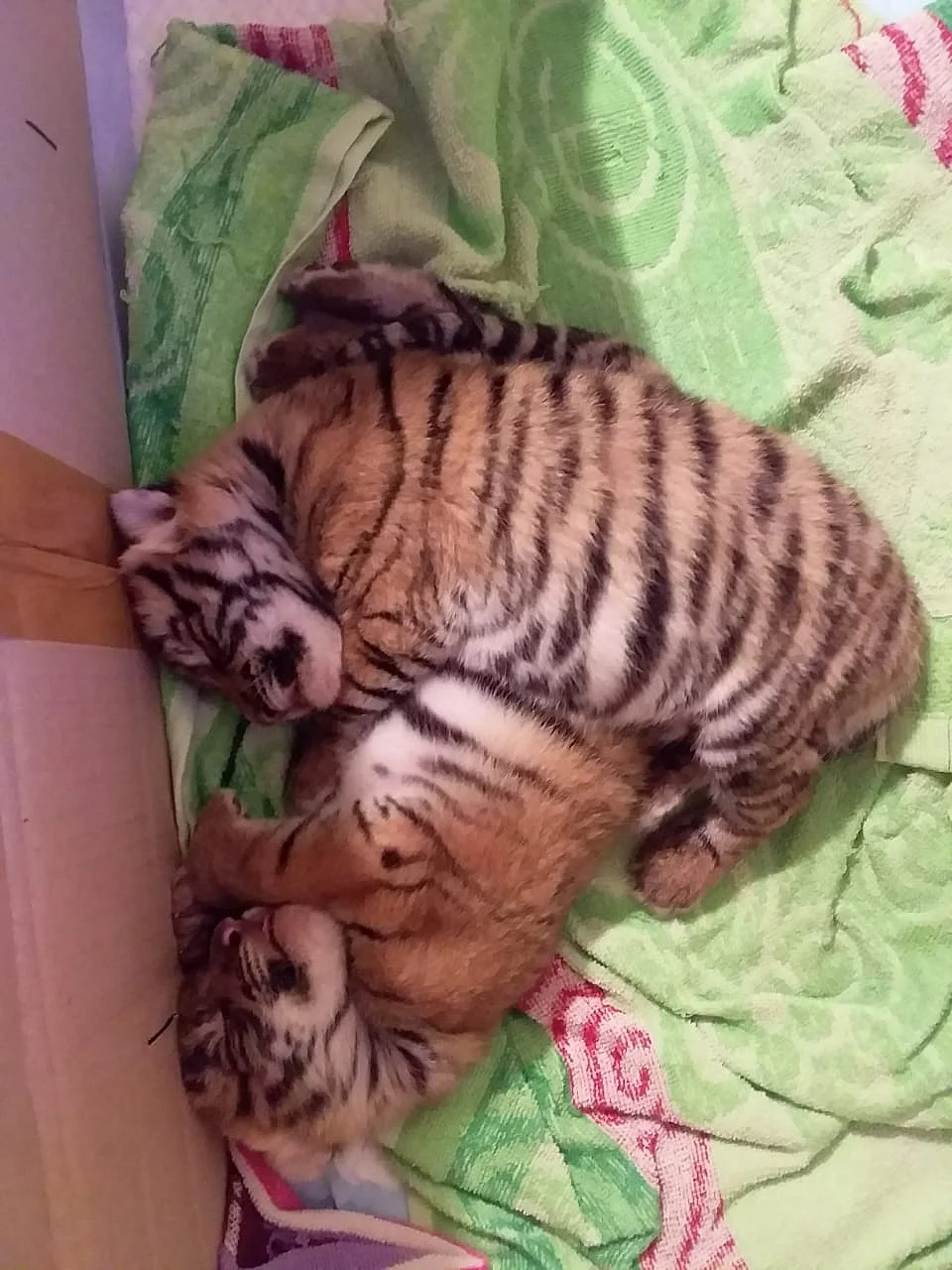 Rescued Tiger cubs