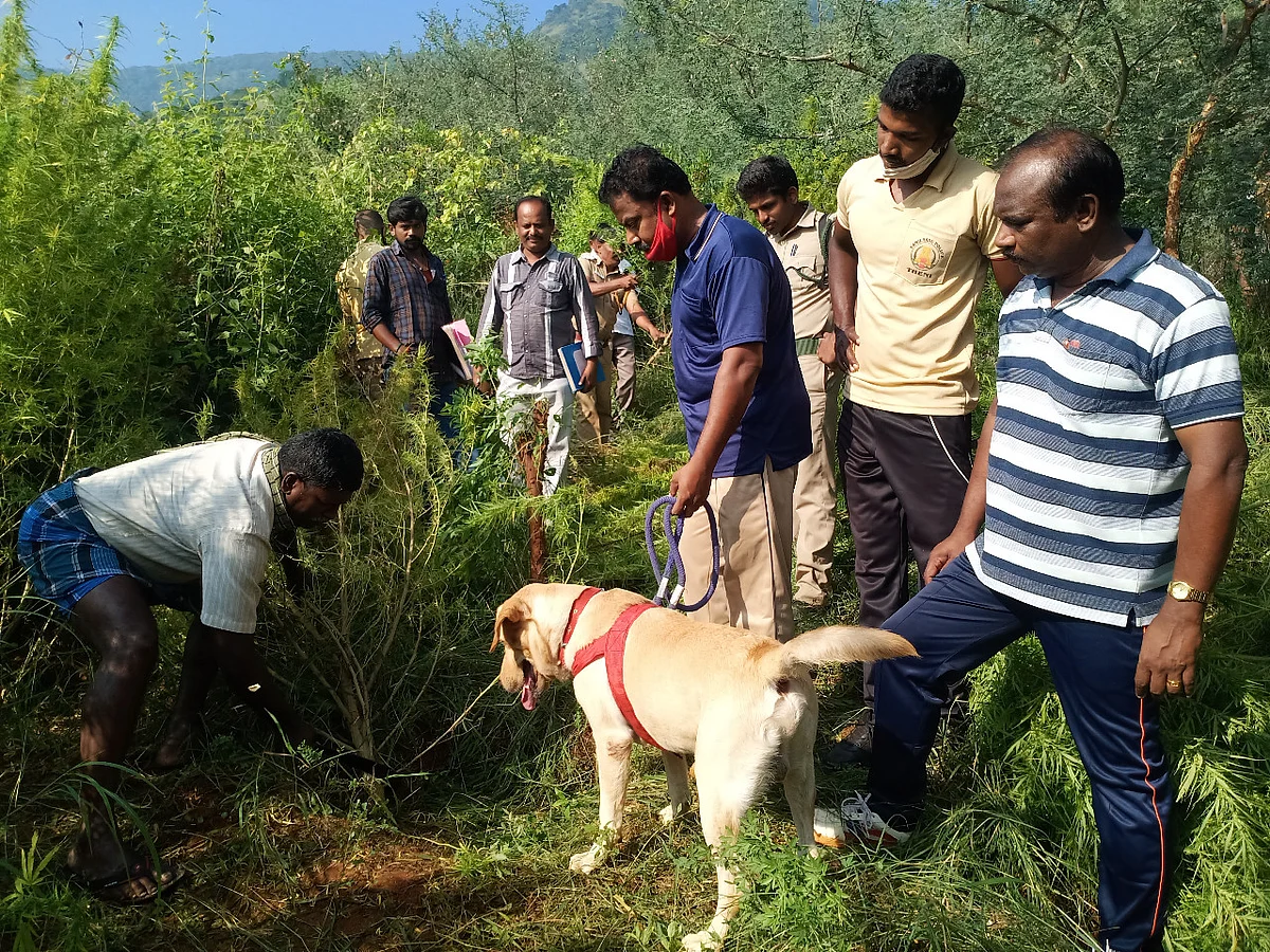 மோப்ப நாய் வெற்றி
