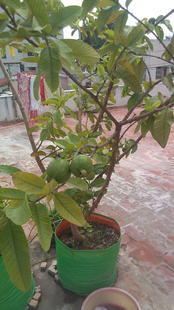கொய்யா