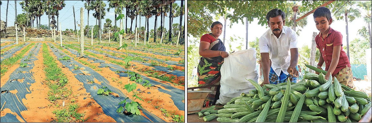 ஒரு ஏக்கர்... ரூ. 6,00,000... பிரமாதமான வருமானம் கொடுக்கும் பீர்க்கன்!