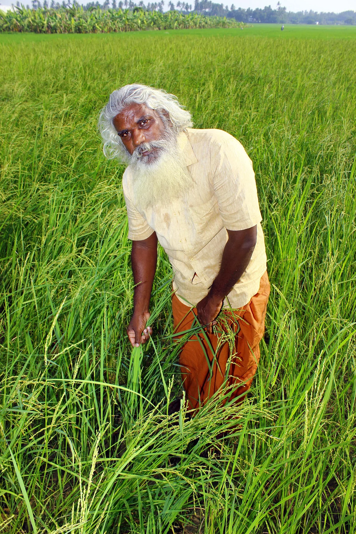 மாப்பிள்ளை சம்பா பயிருடன் கதிர்வேல்