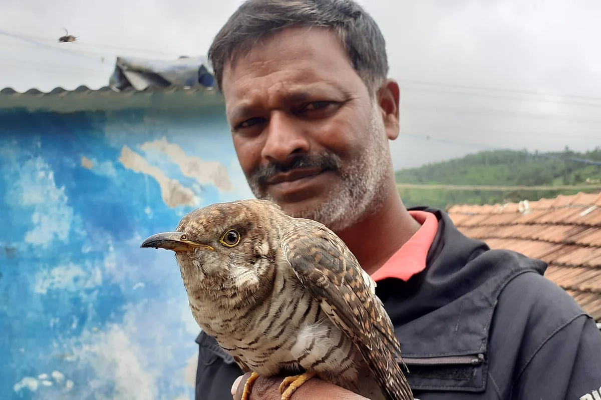 Lesser Cuckoo