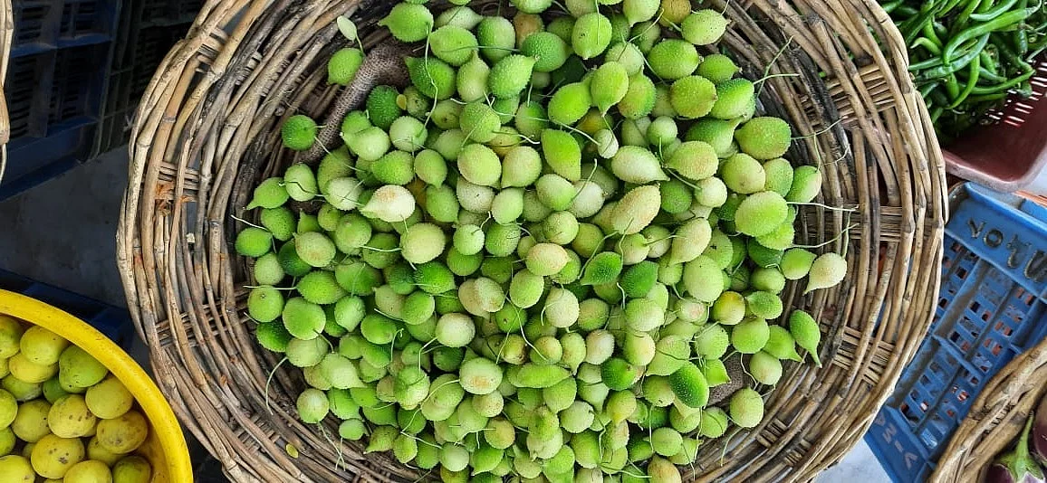 பழுபாகற்காய்