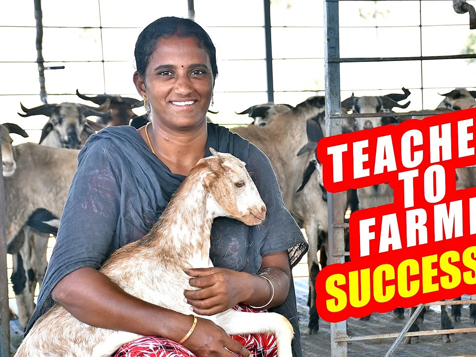 `Teacher to Farmer'... ஆடு வளர்ப்பில் அசத்தல் லாபம்! #GoatFarming