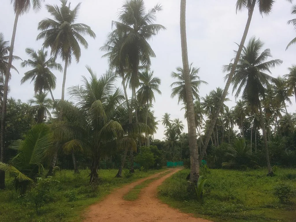 தஞ்சை : கஜா டு நிவர் புயல்... பாதிப்பிலிருந்து தப்பிய டெல்டா - நிம்மதியில் மக்கள்!