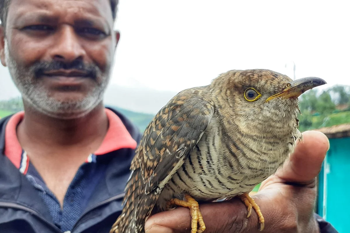 Lesser Cuckoo