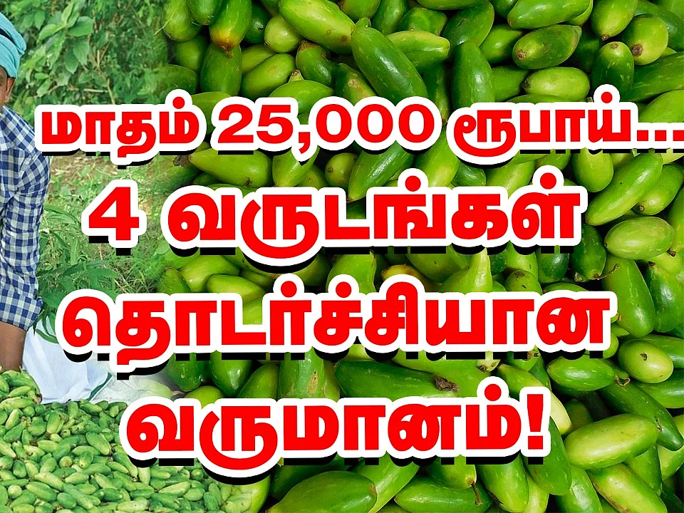 கோவைக்காய் சாகுபடியில் கலக்கும் பட்டதாரி இளைஞர்! #Video