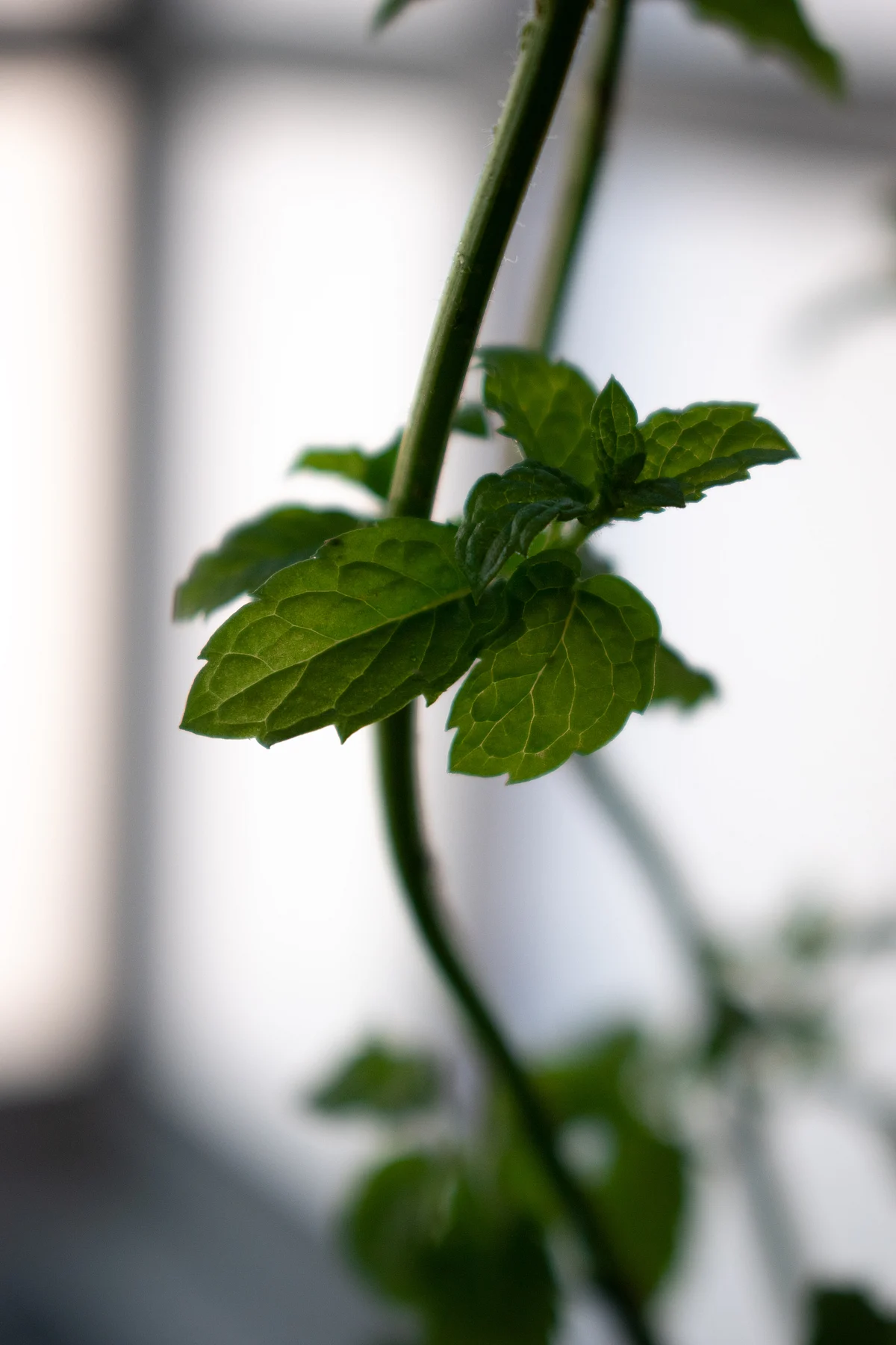 Mint