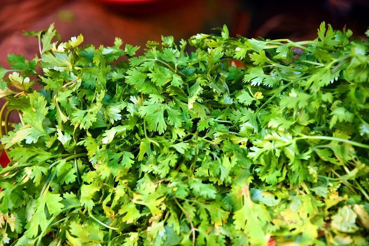 கொத்தமல்லி