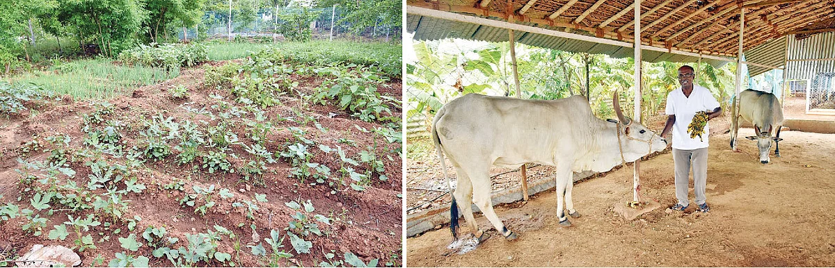 காய்கறித் தோட்டம், மாடுகளுடன்