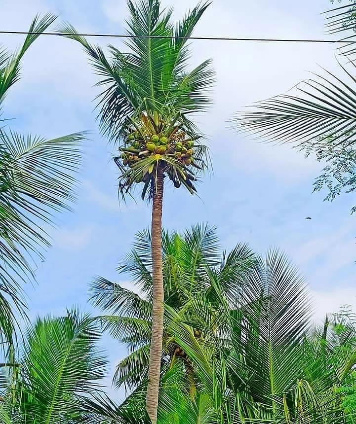 குருத்தோலைகள் வெட்டப்பட்டு நிற்கும் தென்னை மரங்கள்