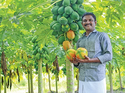 ஒரு ஏக்கர், 5 மாதங்கள், ரூ. 1,28,000 நிறைவான லாபம் தரும் பப்பாளி!