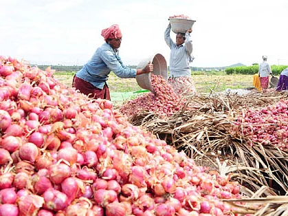 முன்னறிவிப்பு : வெங்காயம் விலை அடுத்த மாதம் வரை குறையாது!