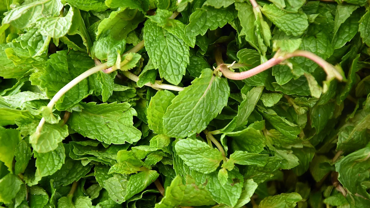 Mint