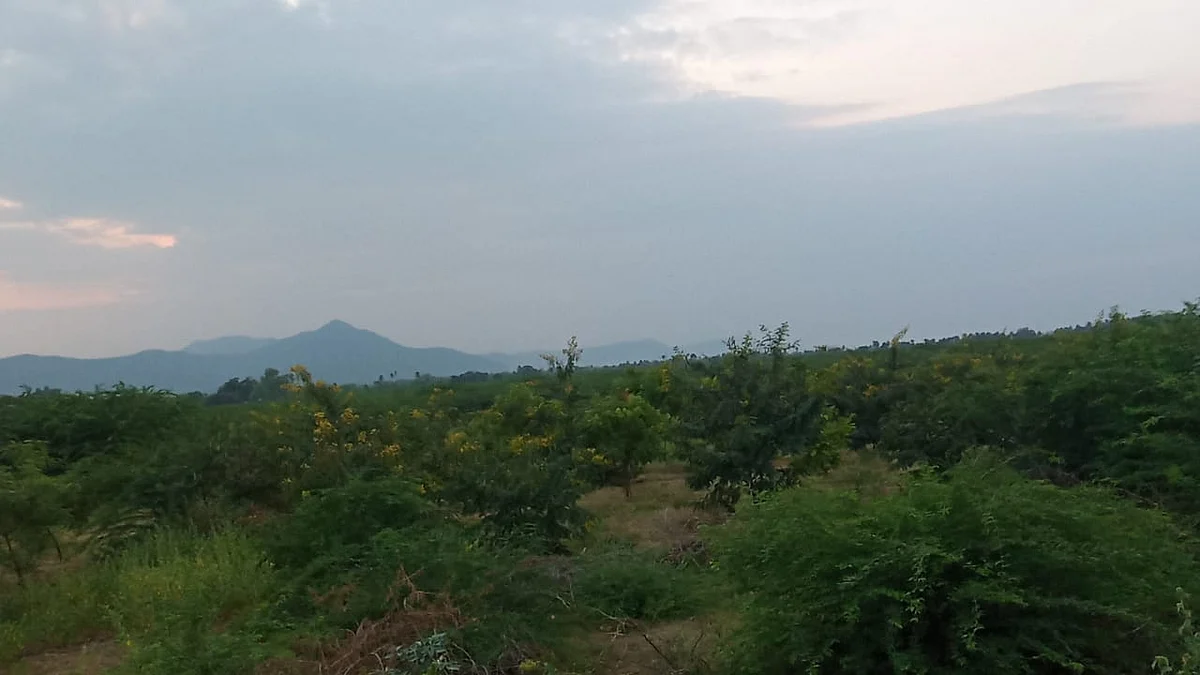 அடர்வனம்
