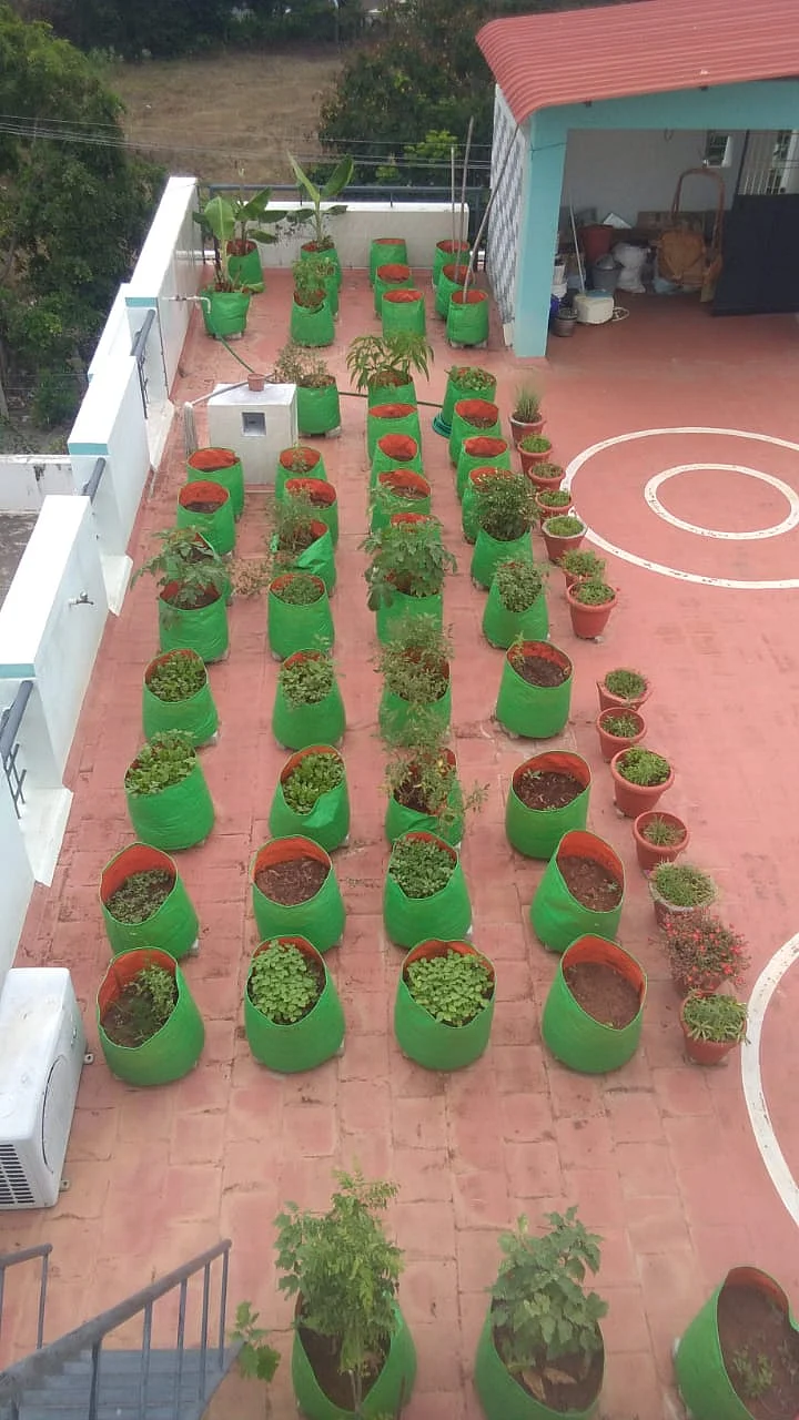 வீட்டுத்தோட்டம்